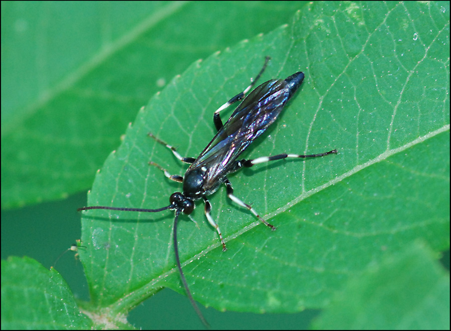 Ichneumonidae